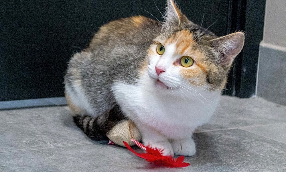 These Chicago,based cats are up for adoption and in need of